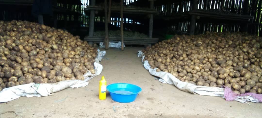Potato Farm in Gurage eden farm