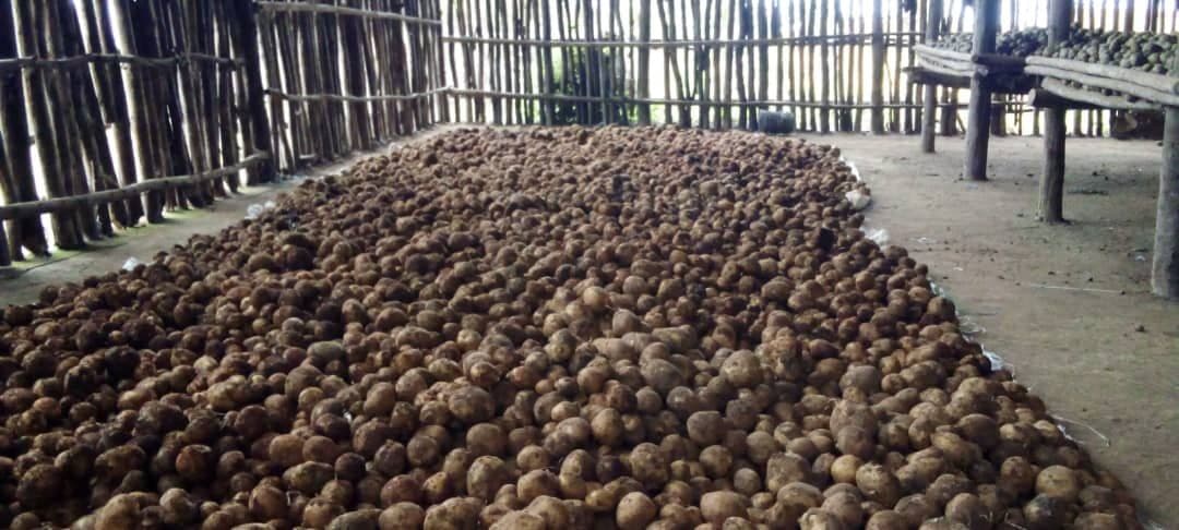 Potato field in Gurage eden farm