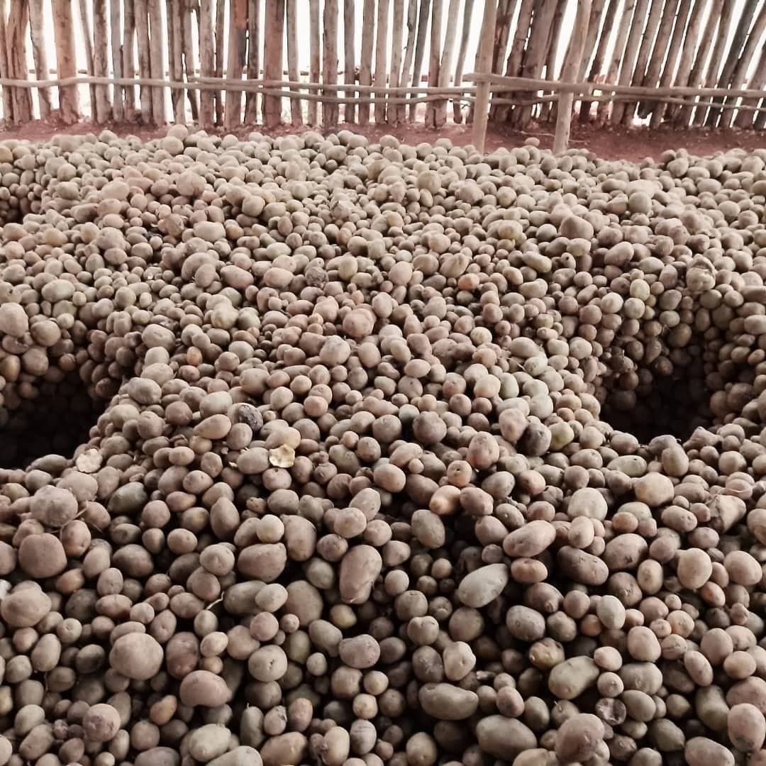 Potato field in Gurage eden farm