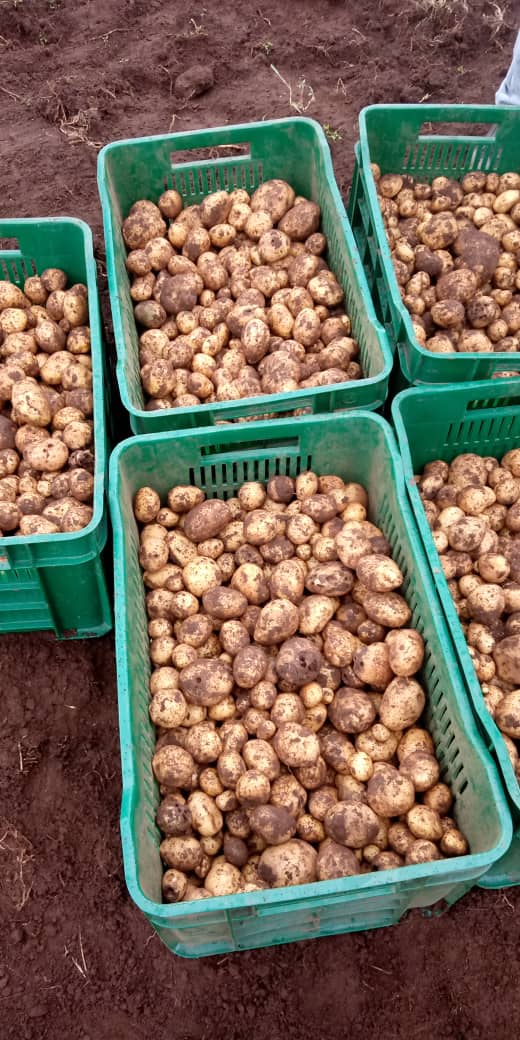 Potato Farm in Gurage eden farm