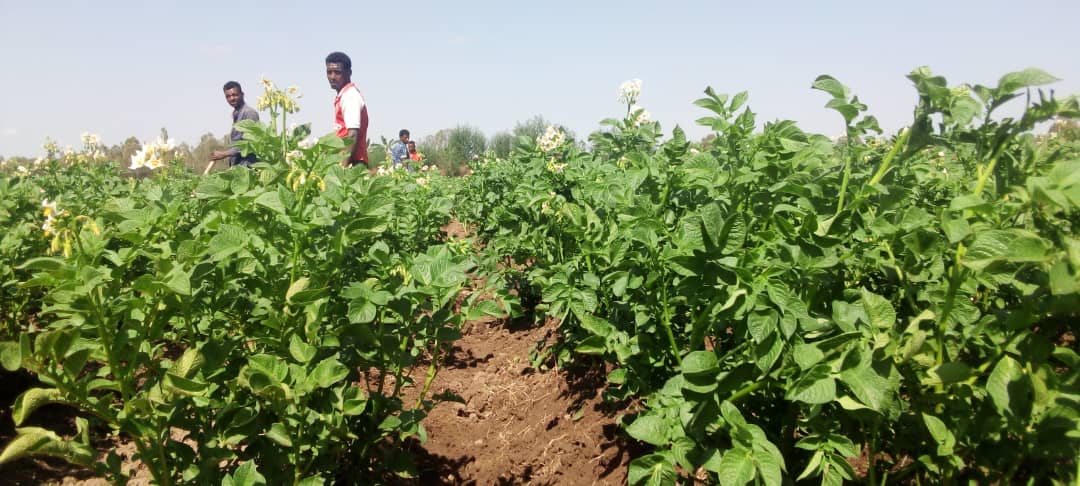 Potato Farm in Gurage eden farm
