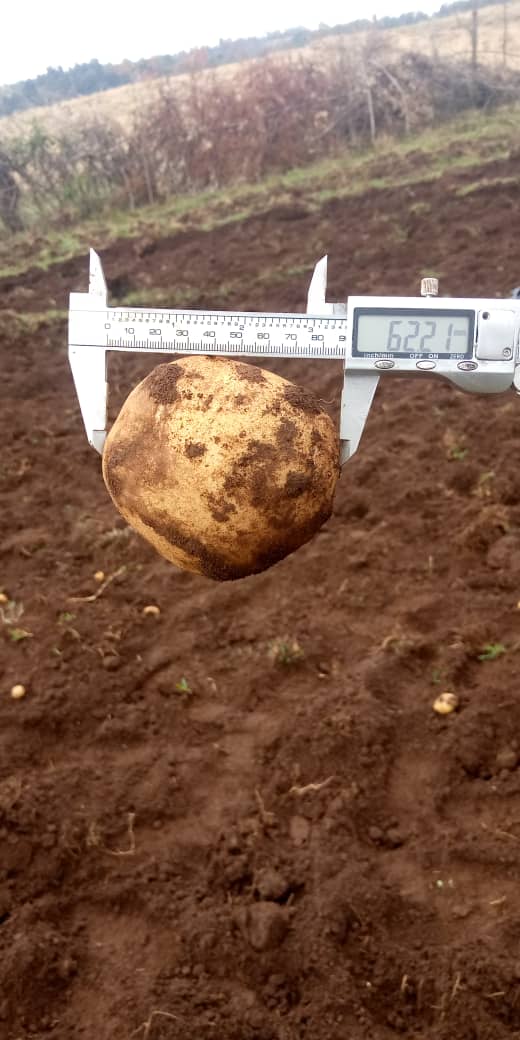 Potato Farm in Gurage eden farm