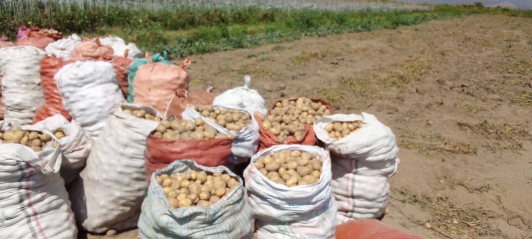 Potato Farm in Gurage arekt farm