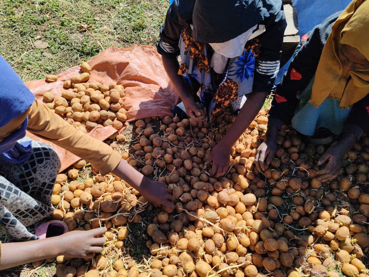 Potato Farm in Gurage arekt farm