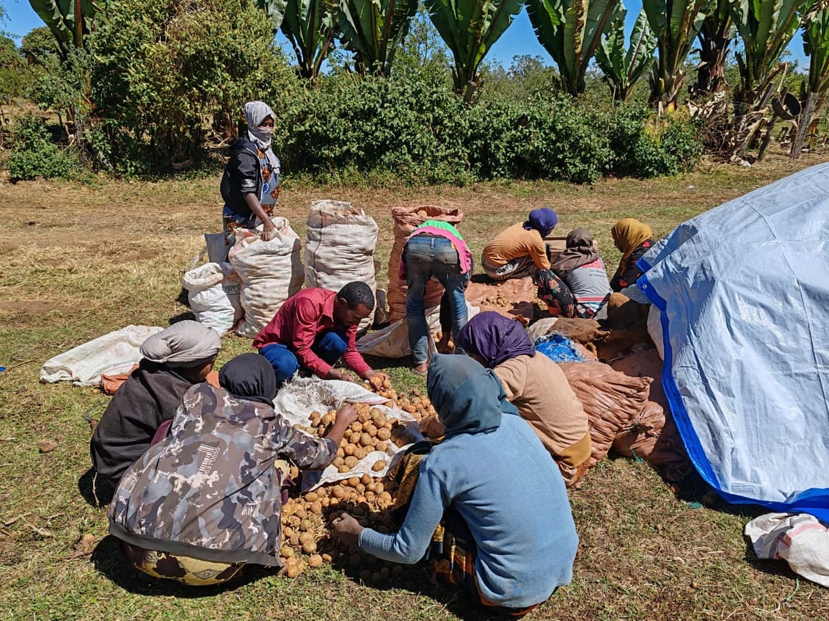 Potato Farm in Gurage arekt farm