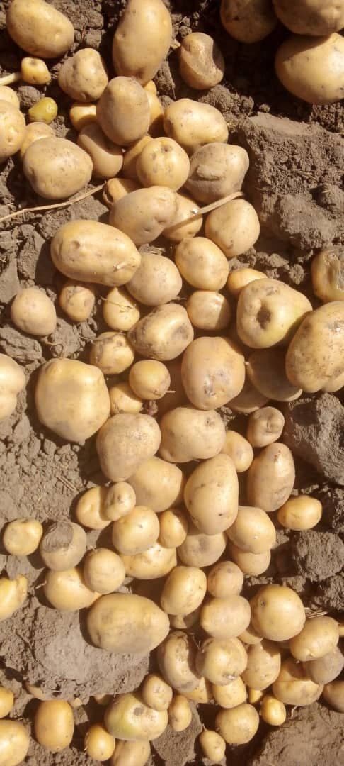Customer farm in SNNPR by Hawassa University