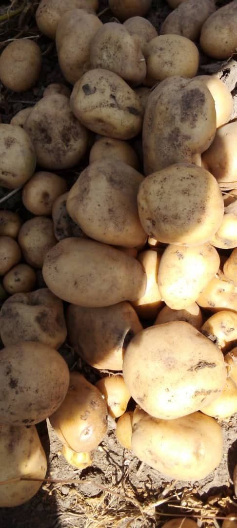Customer farm in SNNPR by Hawassa University