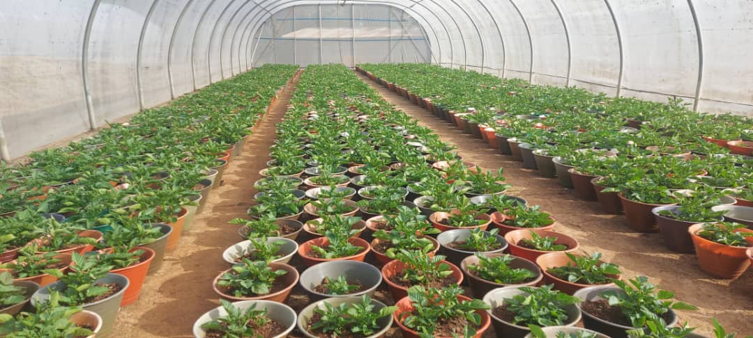 Our business partner in potato seed production