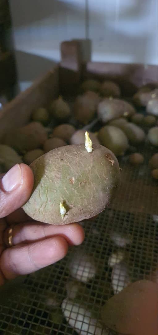Our business partner in potato seed production